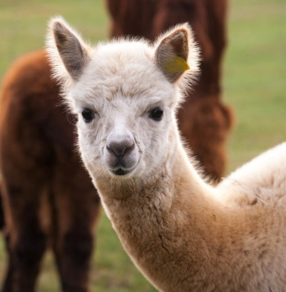 Snuggle with Alpaca Fiber